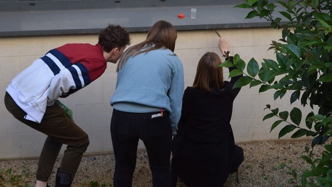 Recensement des araignées du lycée